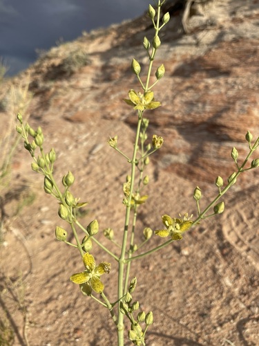 Image of Frasera paniculata by (c) Matt Berger, some rights reserved (CC BY)