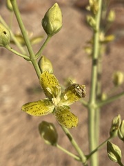 Frasera paniculata
