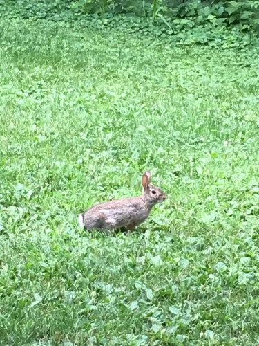 Eastern Cottontail photographed in Illinois