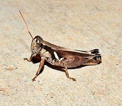 Melanoplus glaucipes