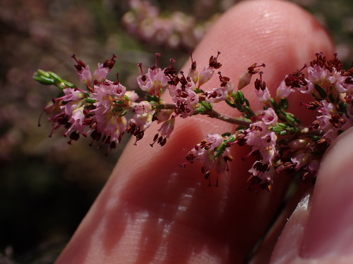 Image of Erica klotzschii by (c) Ren Hoekstra, some rights reserved (CC BY)