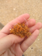 Teloschistes capensis