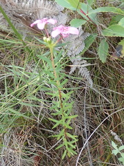 Adenandra fragrans