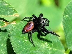 Habronattus decorus
