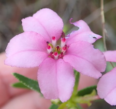 Adenandra fragrans