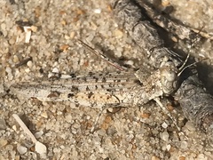 Sphingonotus imitans