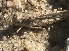 Sphingonotus imitans