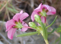 Adenandra fragrans