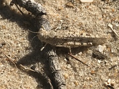 Sphingonotus imitans