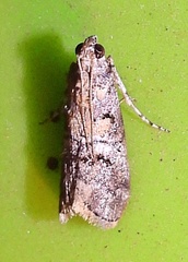 Pococera euphemella