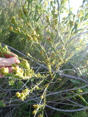 Thesium capitatum