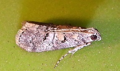 Pococera euphemella