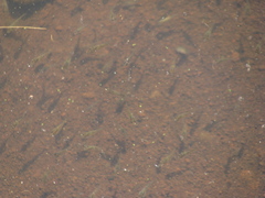 Cyprinus