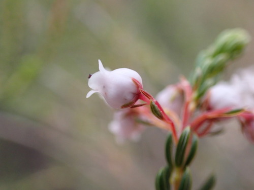 Image of Erica verecunda by (c) Ren Hoekstra, some rights reserved (CC BY)