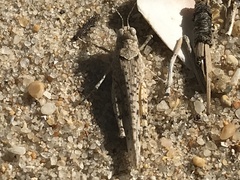 Sphingonotus imitans