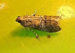 Pococera euphemella