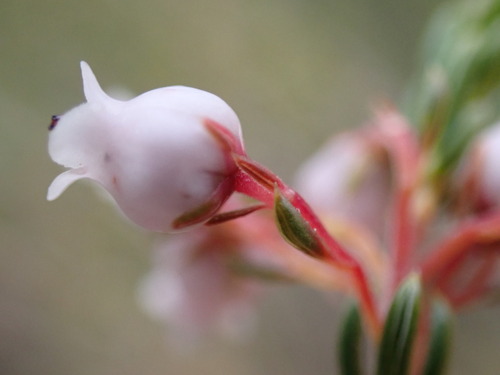 Image of Erica verecunda by (c) Ren Hoekstra, some rights reserved (CC BY)