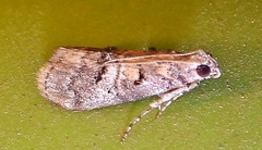 Pococera euphemella