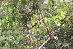 Eriocnemis glaucopoides