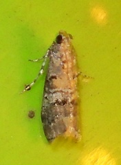 Pococera euphemella