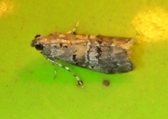 Pococera euphemella