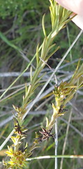 Thesium capitatum