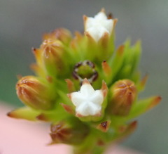 Thesium capitatum