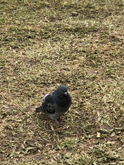 Columba livia