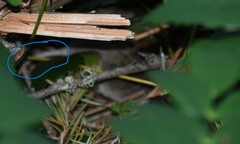 Microtus longicaudus