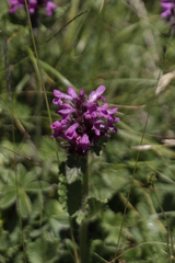 Betonica hirsuta