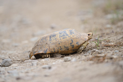 Indotestudo elongata