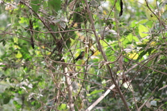 Eriocnemis glaucopoides