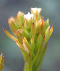 Thesium capitatum