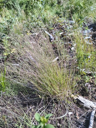 Image of Muhlenbergia uniflora by no rights reserved