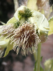 Cirsium oleraceum