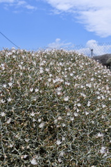 Centaurea spinosa