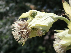 Cirsium oleraceum
