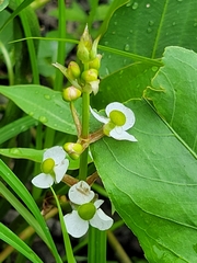 Sagittaria cuneata