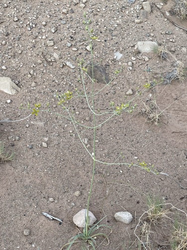 Image of Frasera paniculata by (c) Matt Berger, some rights reserved (CC BY)