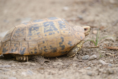 Indotestudo elongata