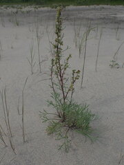 Artemisia borealis