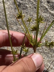 Cyperus lupulinus macilentus
