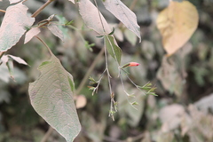 Thyrsacanthus boliviensis
