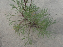 Artemisia borealis
