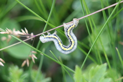Lycia zonaria