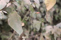 Thyrsacanthus boliviensis