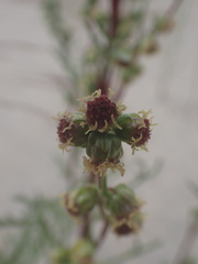Artemisia borealis