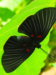 Melanis cephise