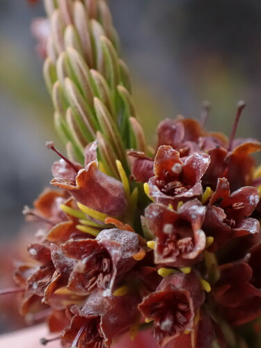 Image of Erica parilis by (c) Ren Hoekstra, some rights reserved (CC BY)