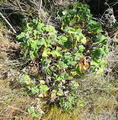 Pelargonium tomentosum